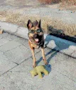 dogmeat
