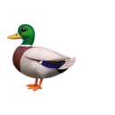 quackagain
