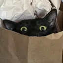 PEEK