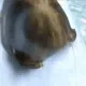 sealrave