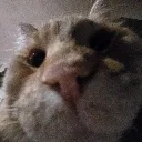 sniff