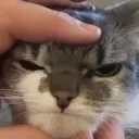 catangry