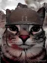 war_cat