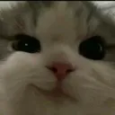 fh_CatSmirk