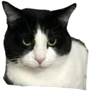 angrycowie