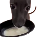 puppy_drink_milk