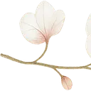 :flower_emoji_1: