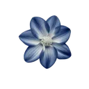 blueflower_senti