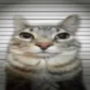 KOT