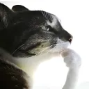 desu