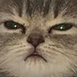 angryCAT