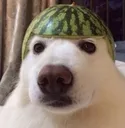 helmatdog