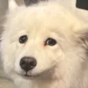 tacodog