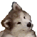 confused_dog animated GIF emoji from Pawns.app