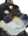 akio_really