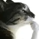 mog