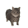 :MR_OiiCatSpin: