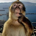 MS_Monke Discord emoji