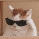 MR_CatCool