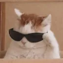 :MR_CatCool: