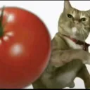 booocat
