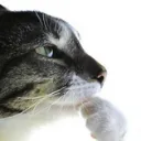 thinkingcat