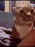 catAsk