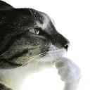 thinkingcat