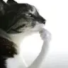 thinkingcat