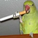 popyga