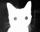 cat_stare