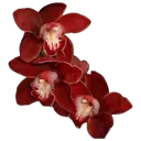 redflowers