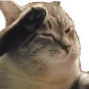 salutecat salutecat