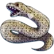 eel