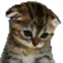 SadCat SadCat