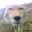 foxstaring