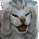 screamcat