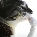 cat_think