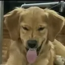 hehehehhelick