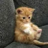 hm_catsad_owo