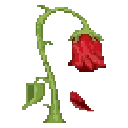 wilted_rose