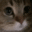 meo