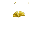 0ginkgo_1