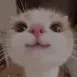 sf_cat_3est