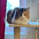 autocat