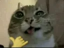 ShakaCat