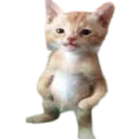 dripcat Discord emoji