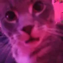 BuddyShocked