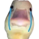 cryingduck1