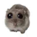 H_gonnacry